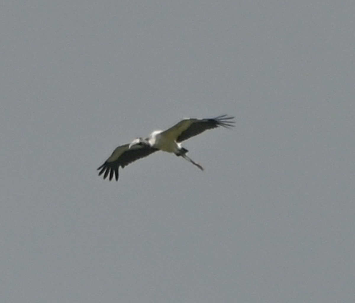 Wood Stork - ML638460268