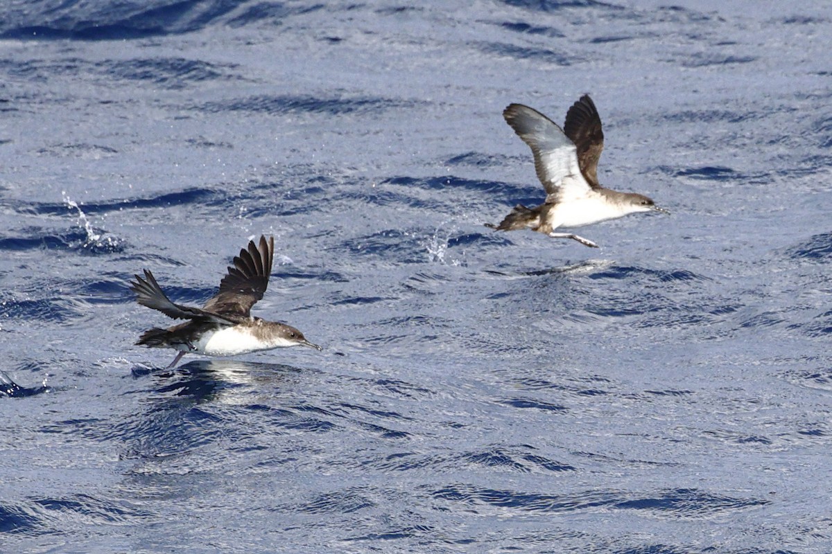 Yelkouan Shearwater - ML638460272