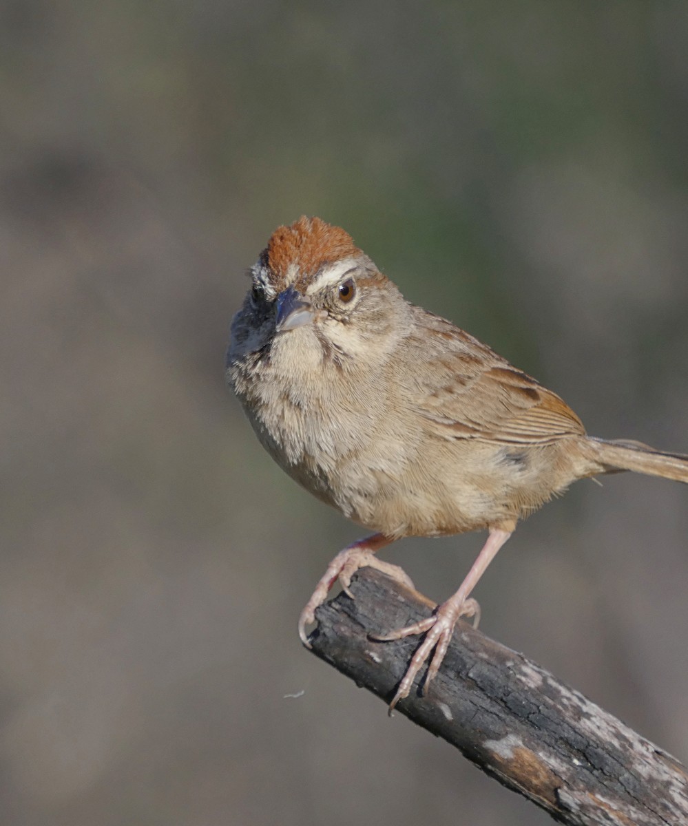 Rufous-crowned Sparrow - ML638460286
