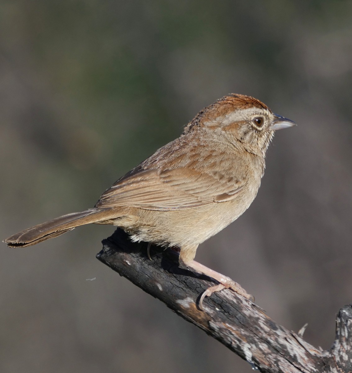 Rufous-crowned Sparrow - ML638460287