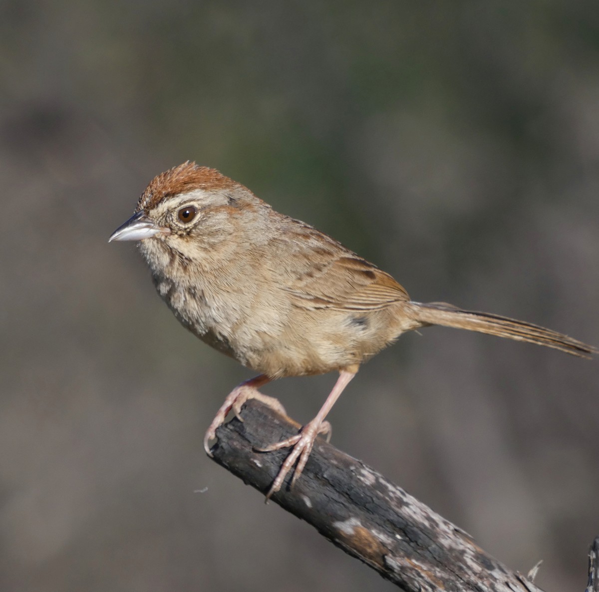 Rufous-crowned Sparrow - ML638460288