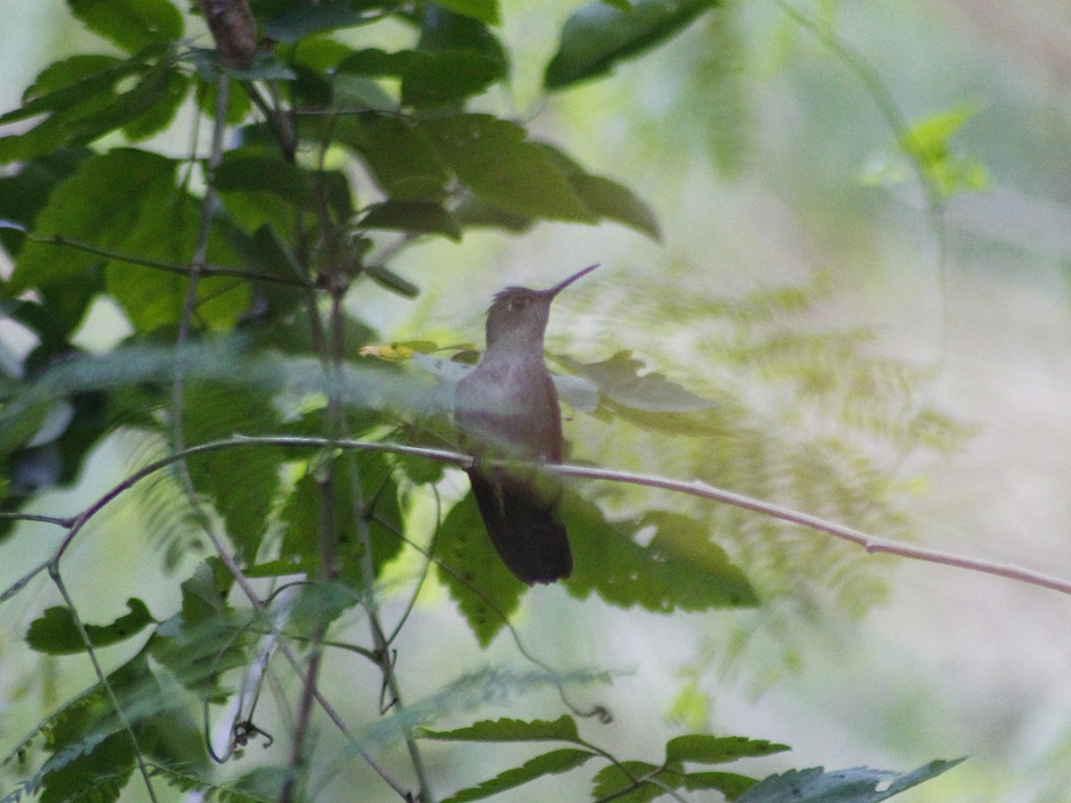Sombre Hummingbird - ML638460298