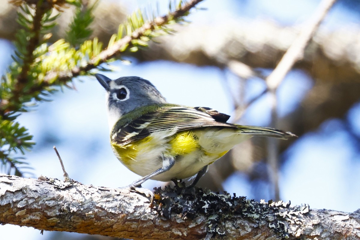 Mavi Başlı Vireo - ML638460339