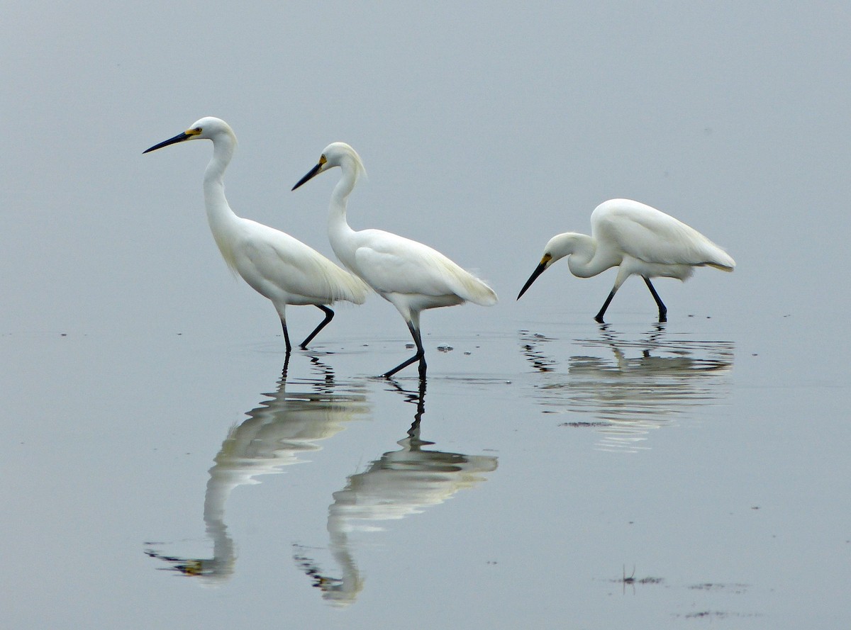 Snowy Egret - ML638460371