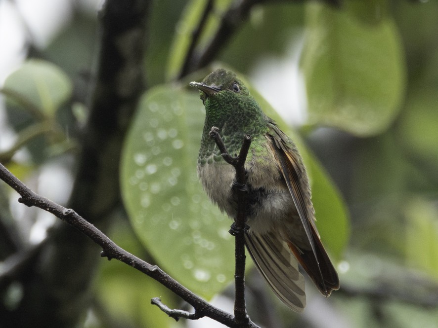 Berylline Hummingbird - ML638460429