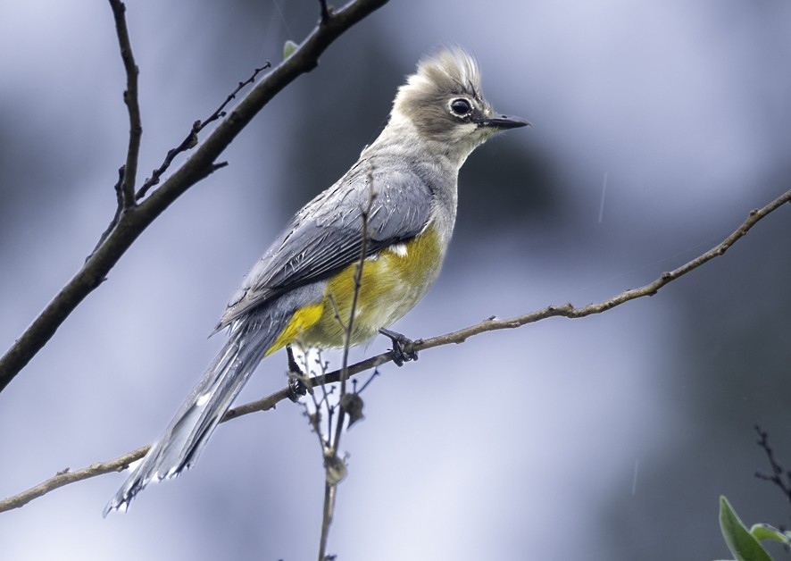 Gray Silky-flycatcher - ML638460430