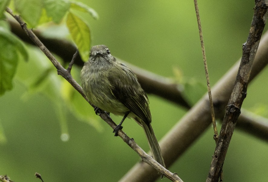 Greenish Elaenia - ML638460435