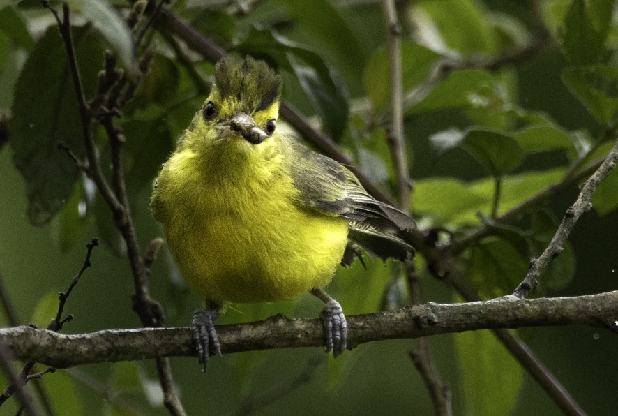 Golden Vireo - ML638460437