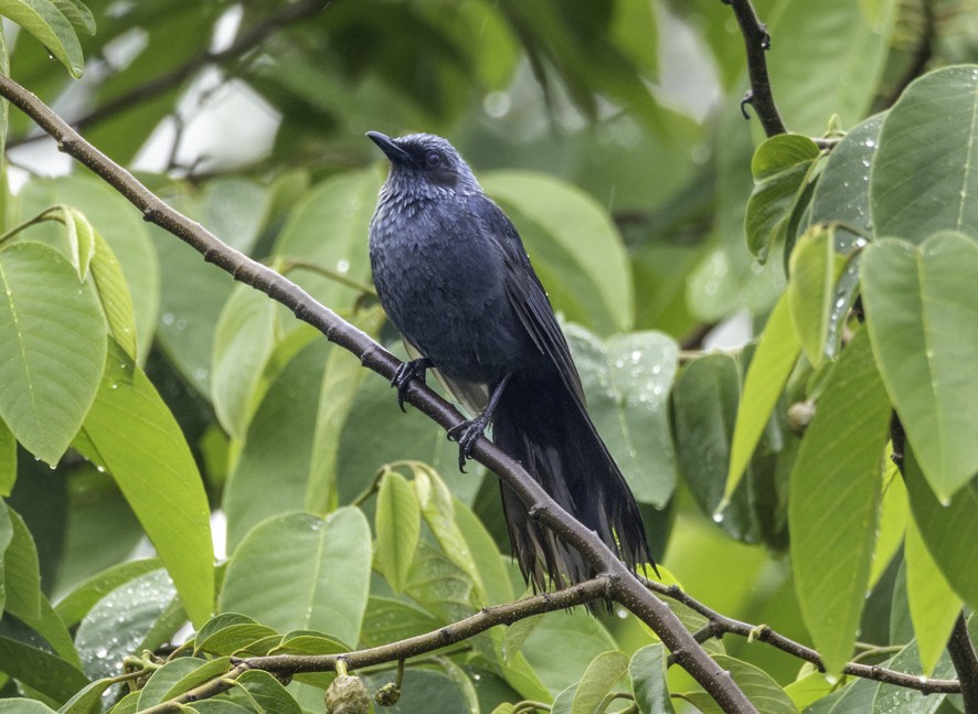 Blue Mockingbird - ML638460440