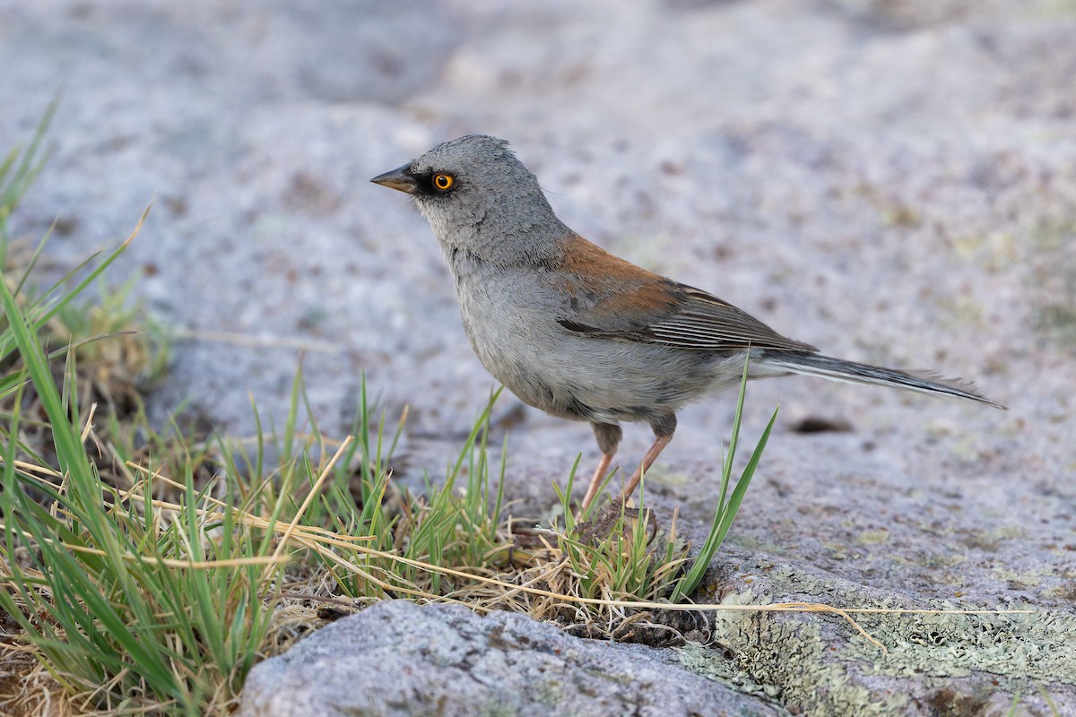 Yellow-eyed Junco - ML638460475