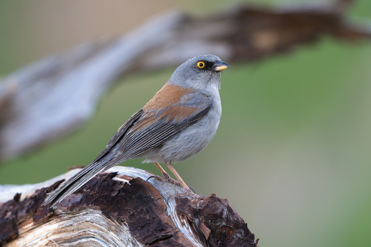 Yellow-eyed Junco - ML638460476