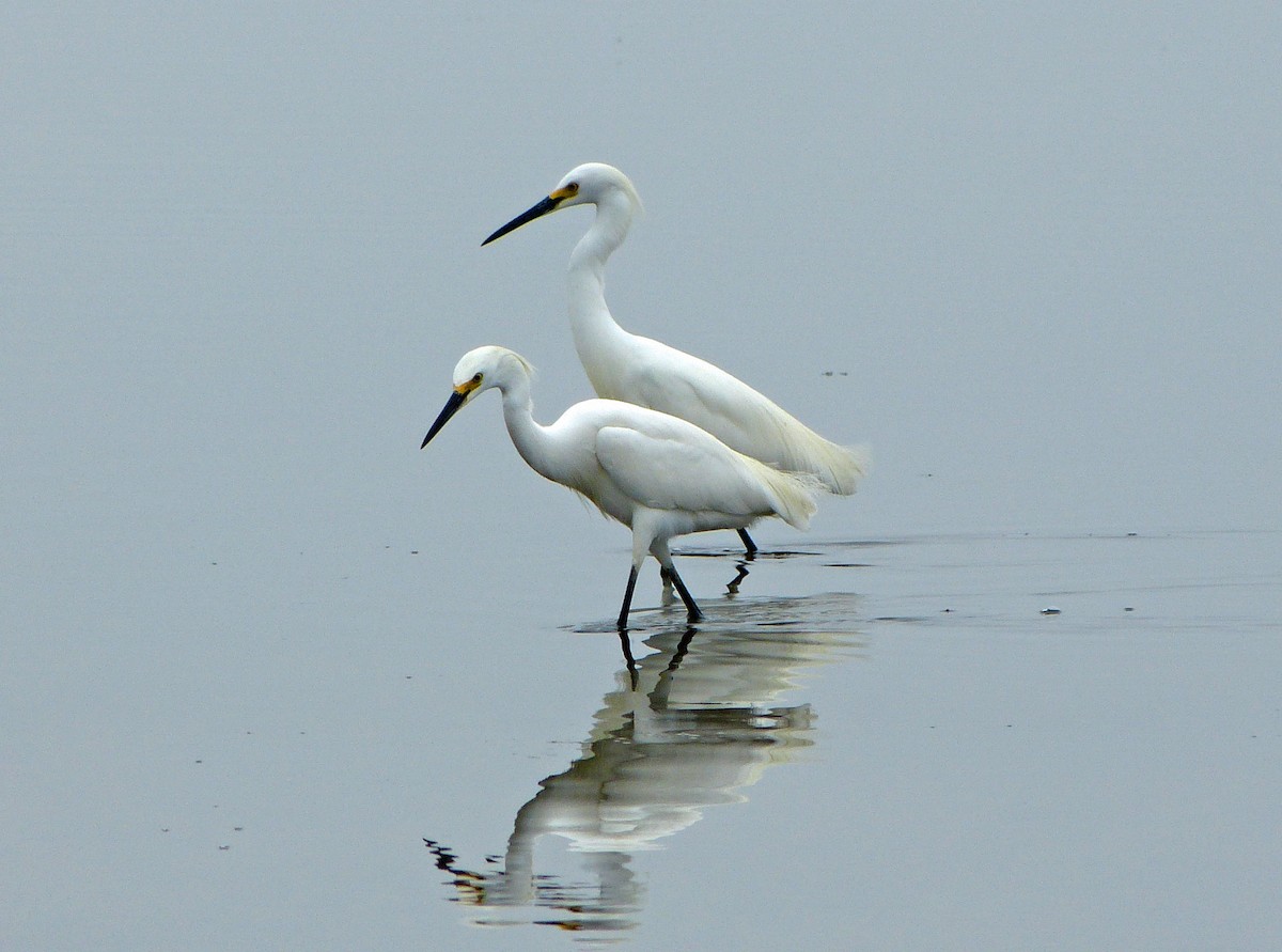 Snowy Egret - ML638460489