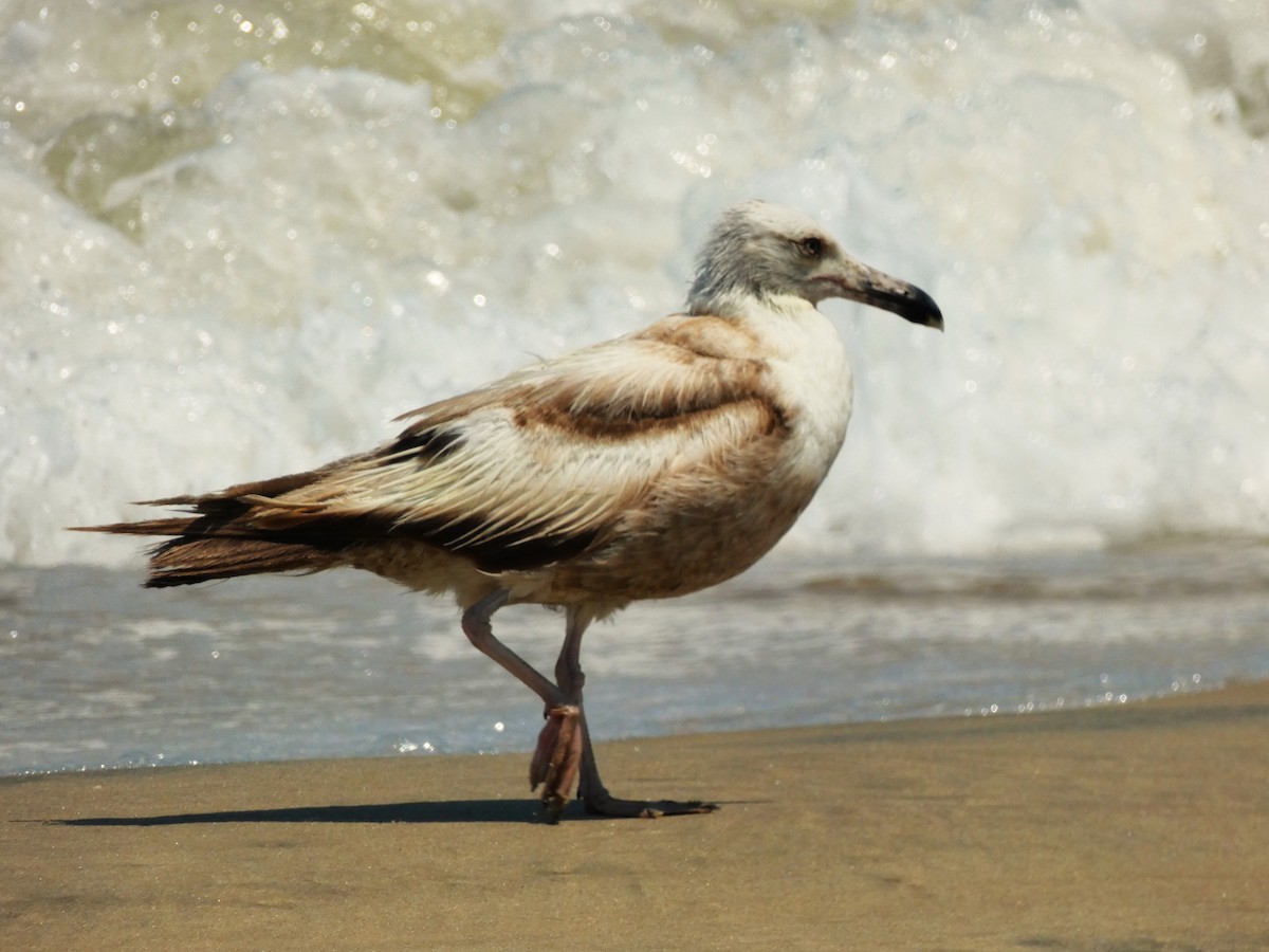gull sp. - ML638460571