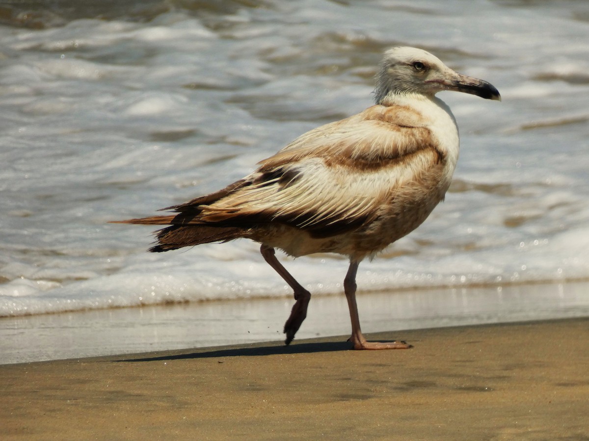 gull sp. - ML638460572