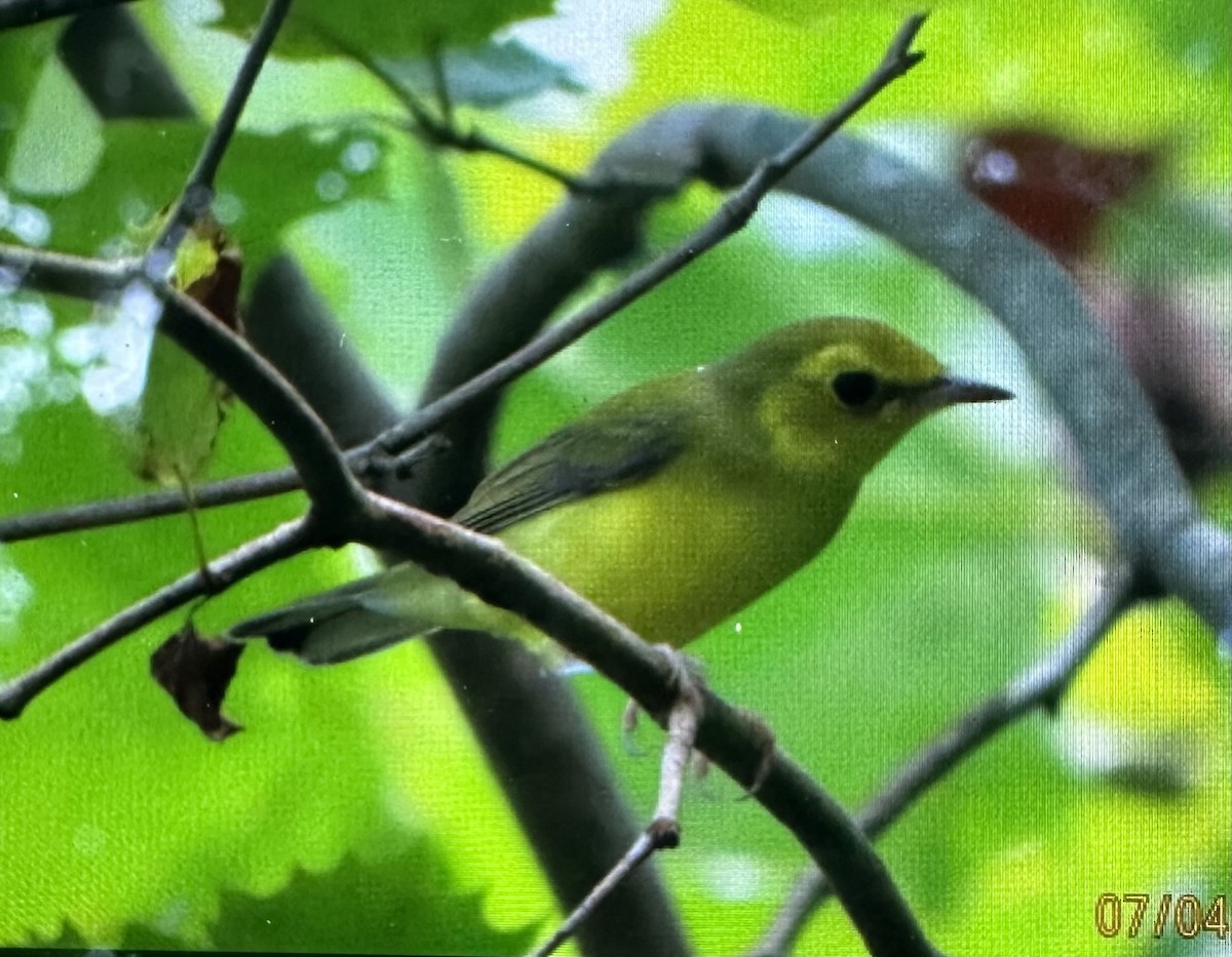 Hooded Warbler - ML638460574