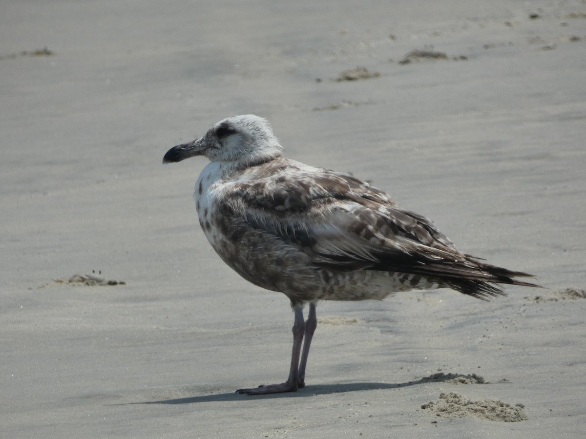 gull sp. - ML638460580