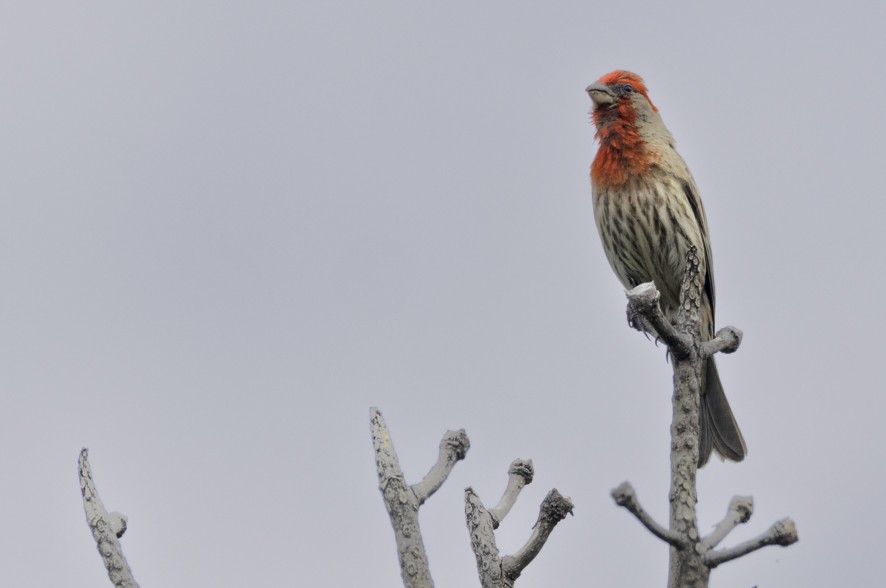 House Finch - ML638460603