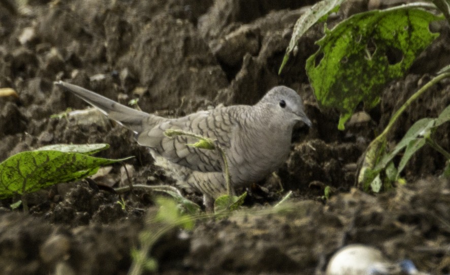 Inca Dove - ML638460614