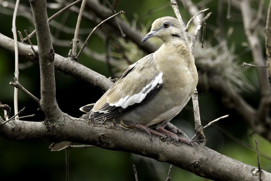 White-winged Dove - ML638460618