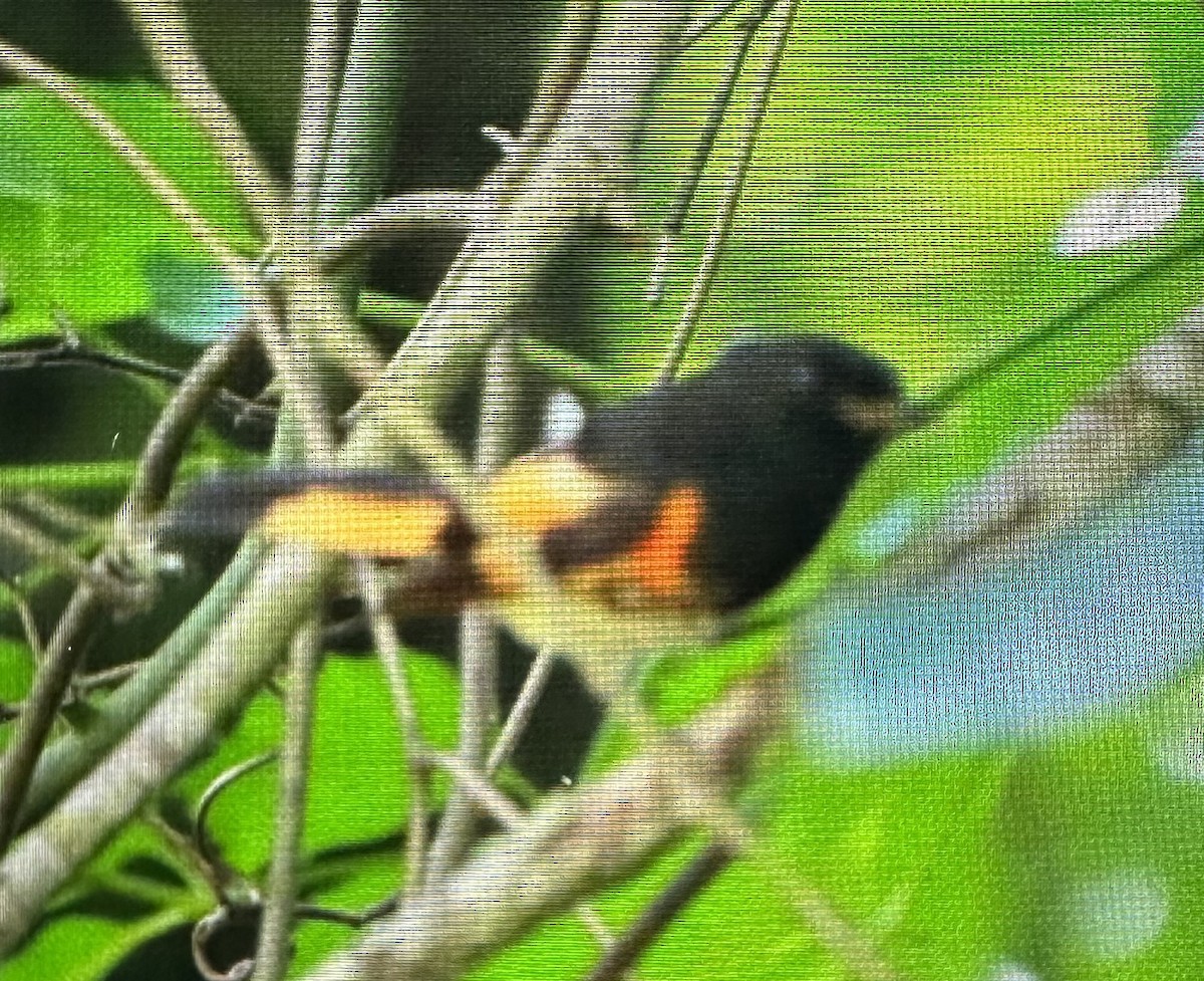 American Redstart - ML638460622