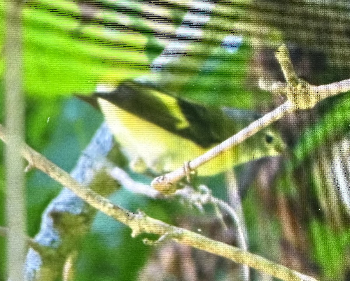American Redstart - ML638460623
