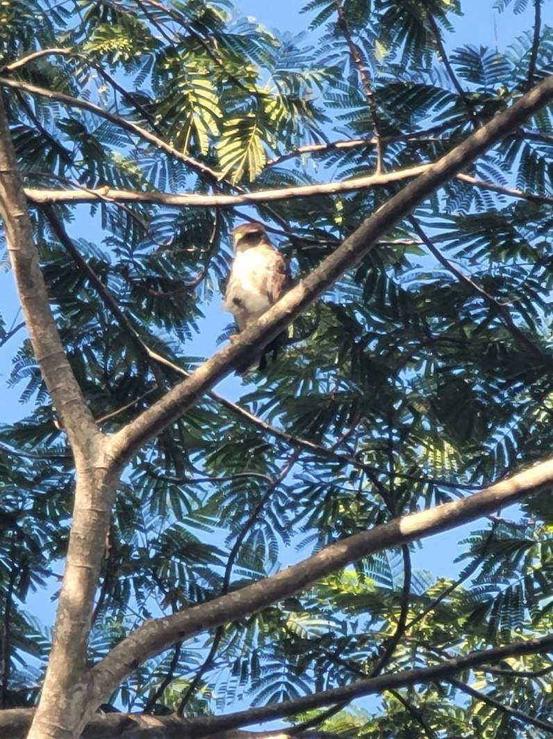 Hawaiian Hawk - ML638460635