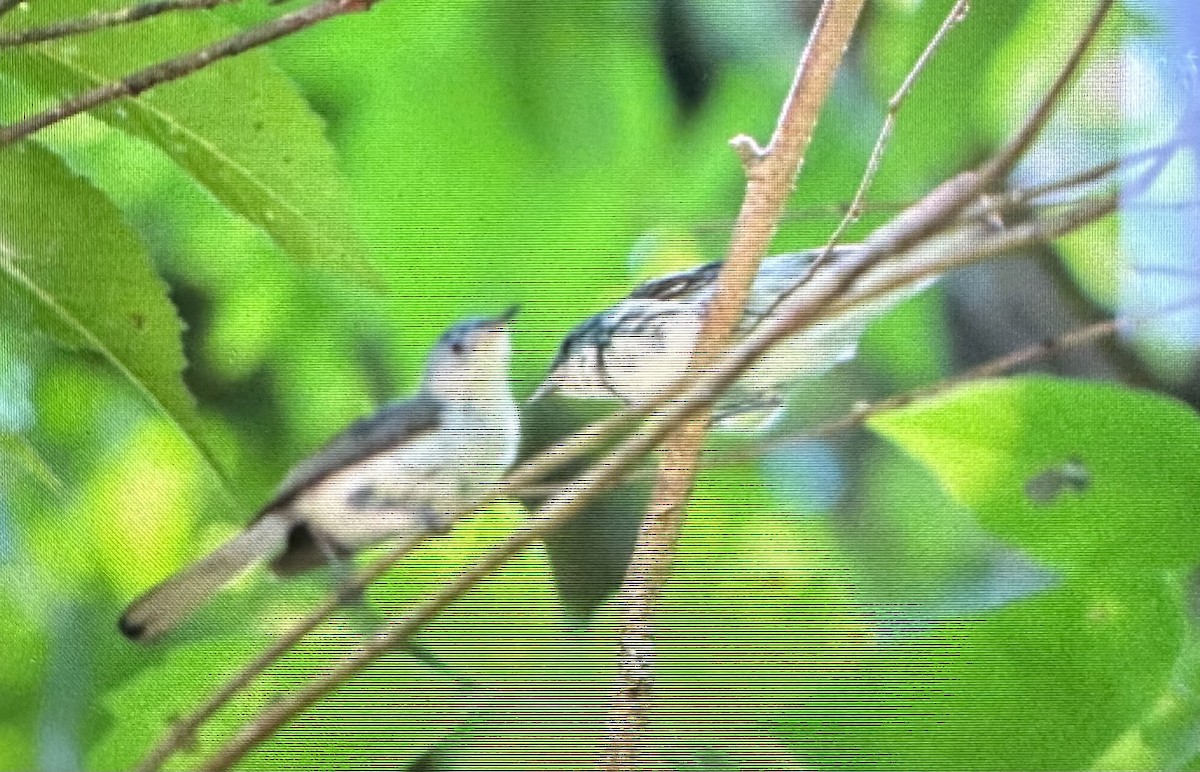Cerulean Warbler - ML638460637