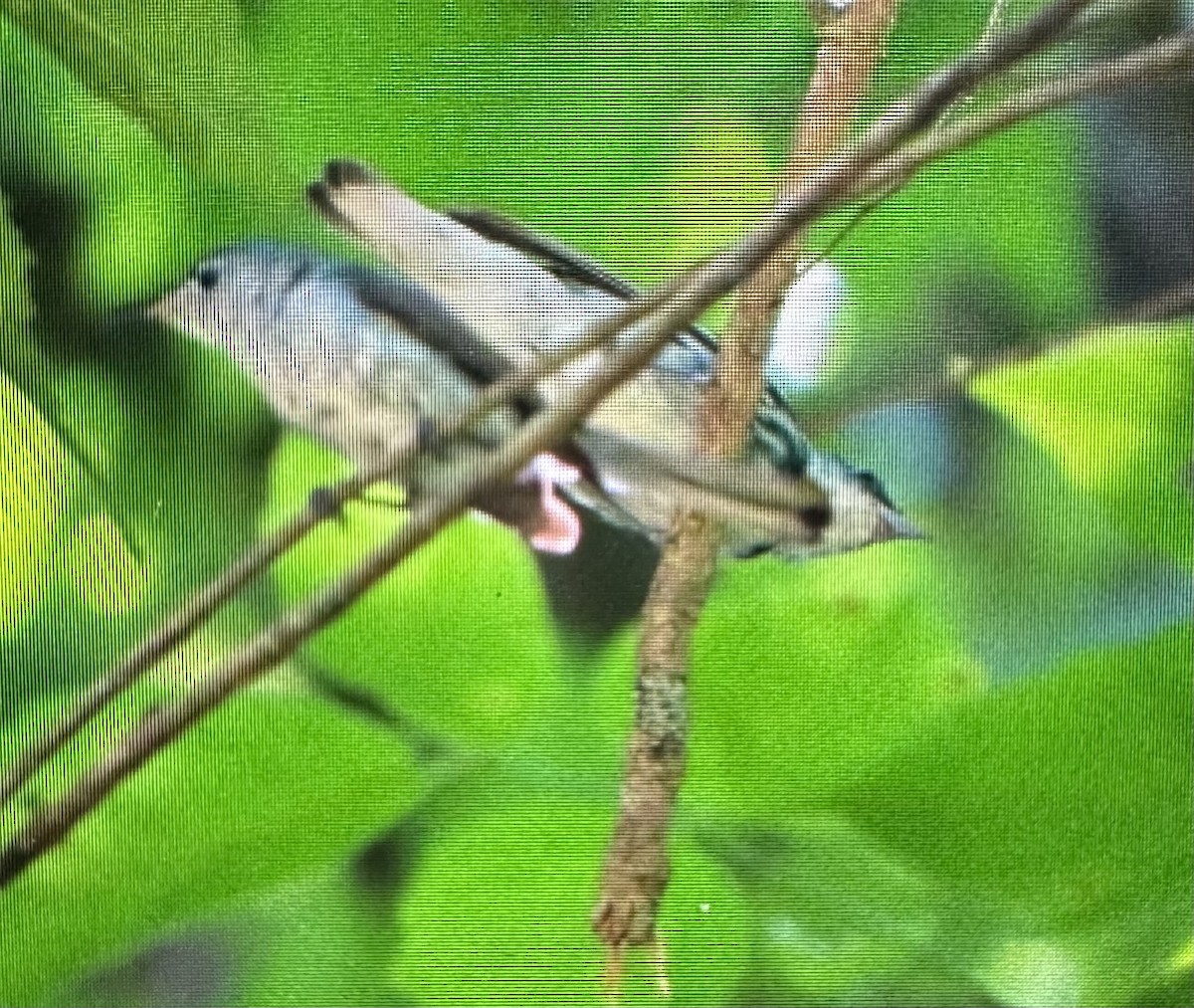 Cerulean Warbler - ML638460638