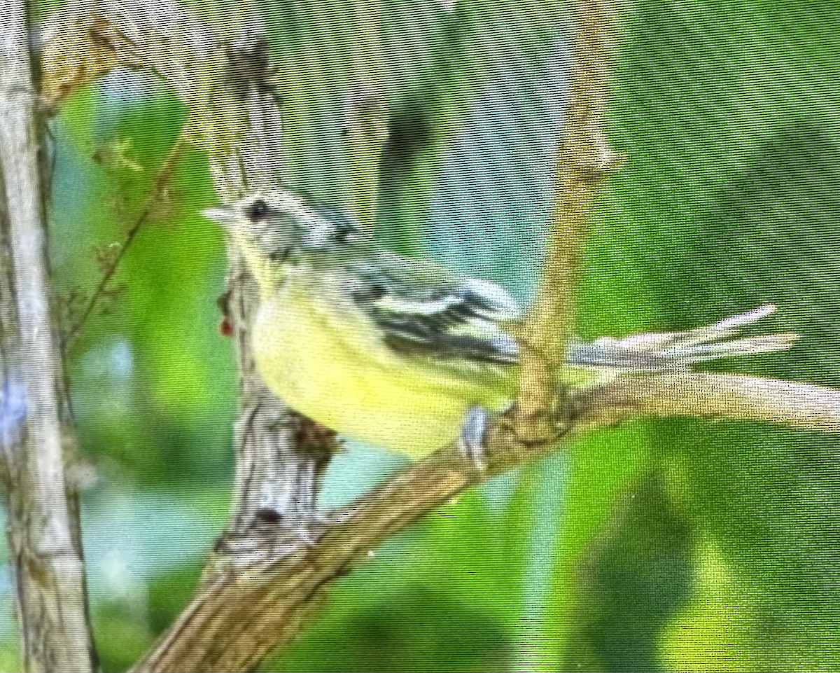Cerulean Warbler - ML638460639