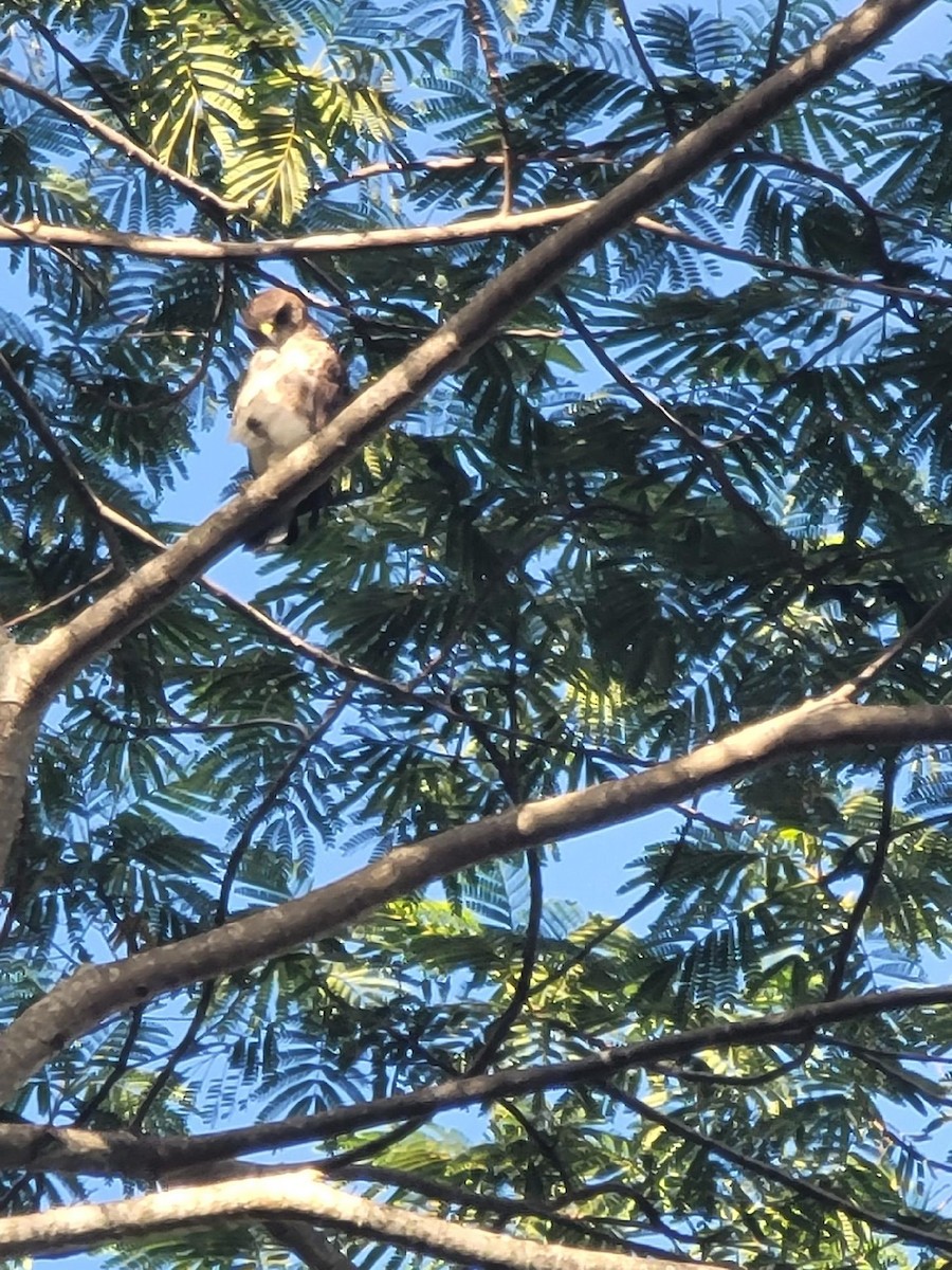 Hawaiian Hawk - ML638460640