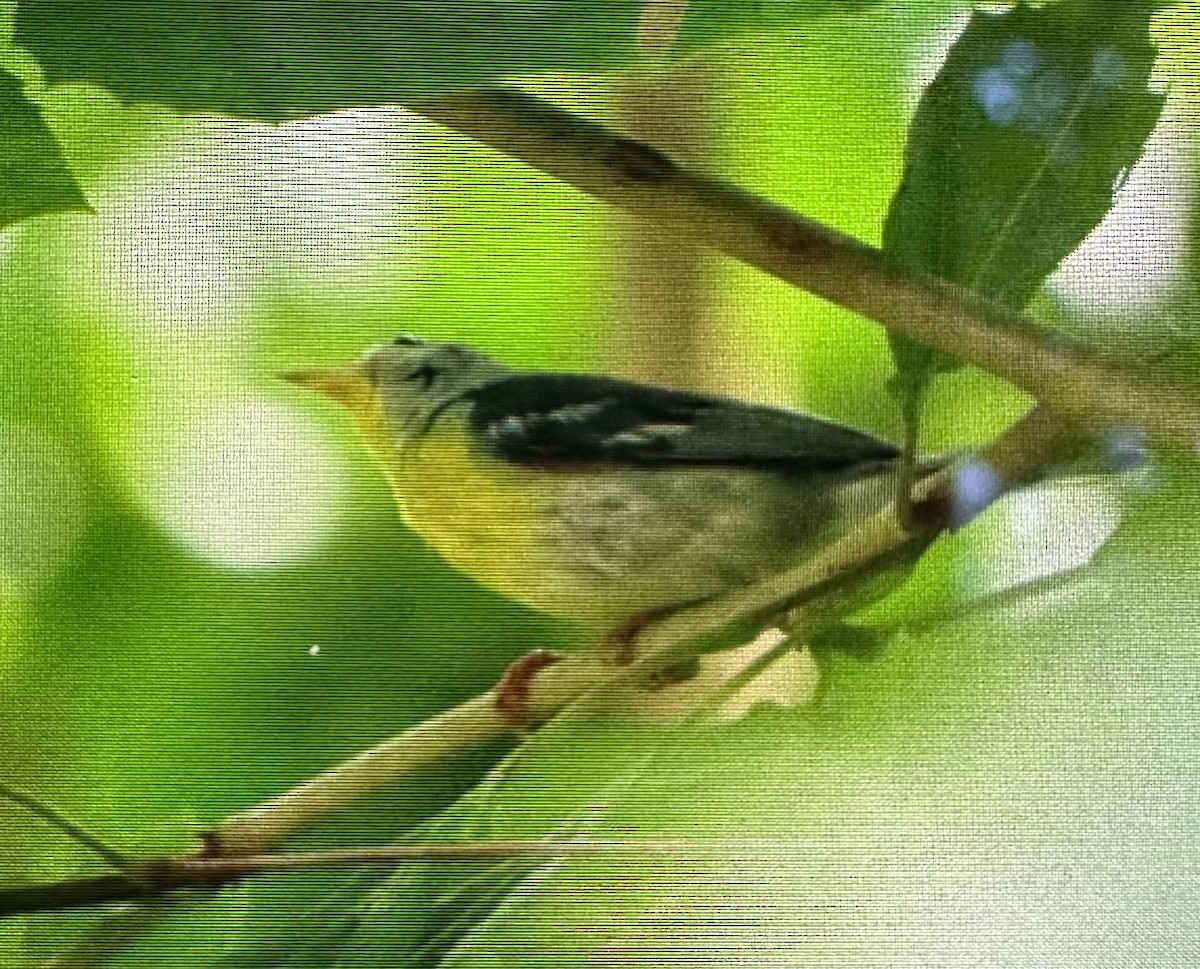 Northern Parula - ML638460666