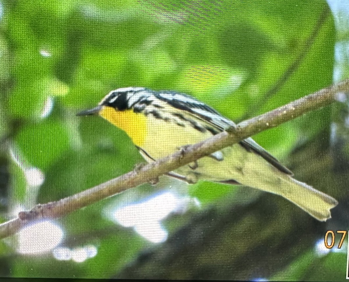 Yellow-throated Warbler - ML638460683