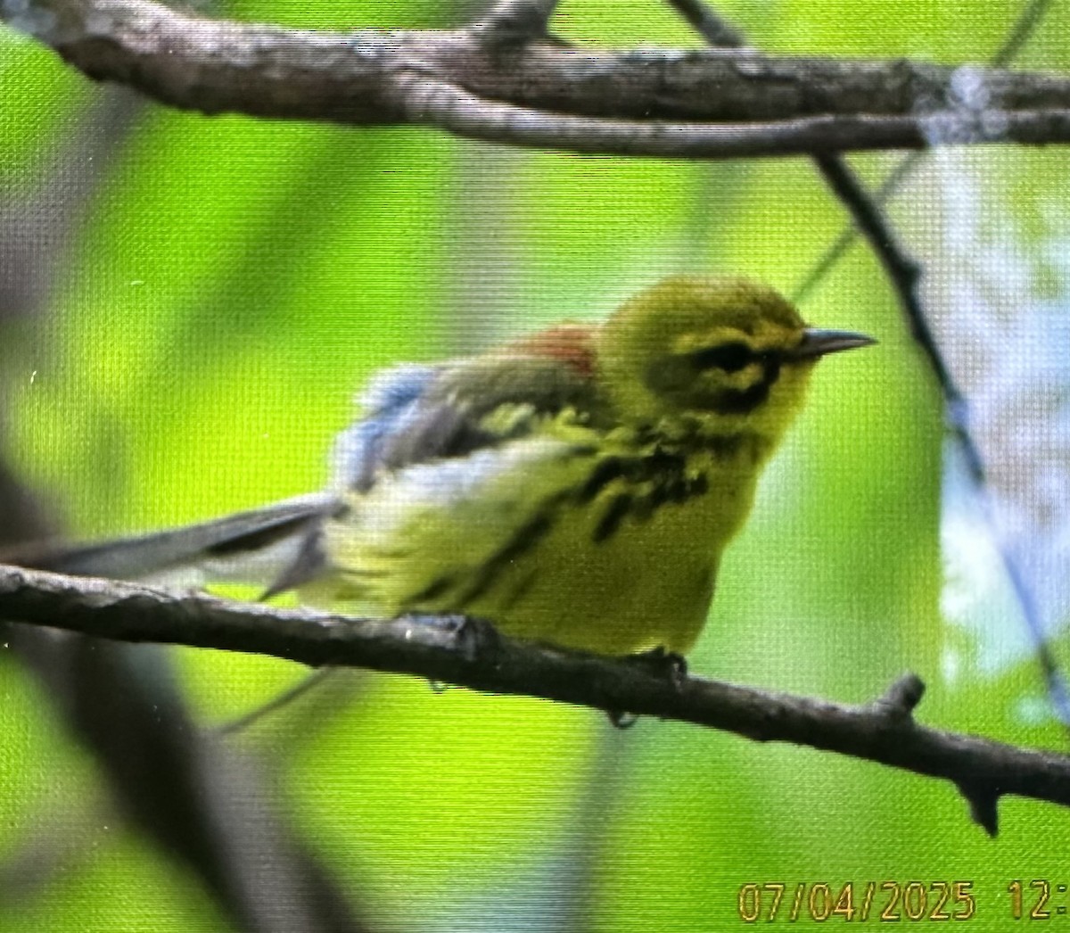 Prairie Warbler - ML638460696