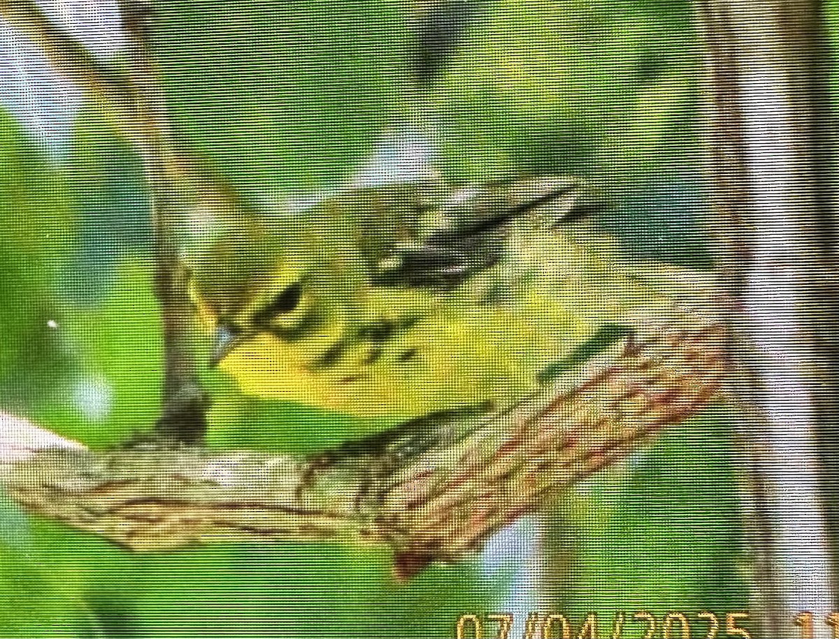 Prairie Warbler - ML638460698