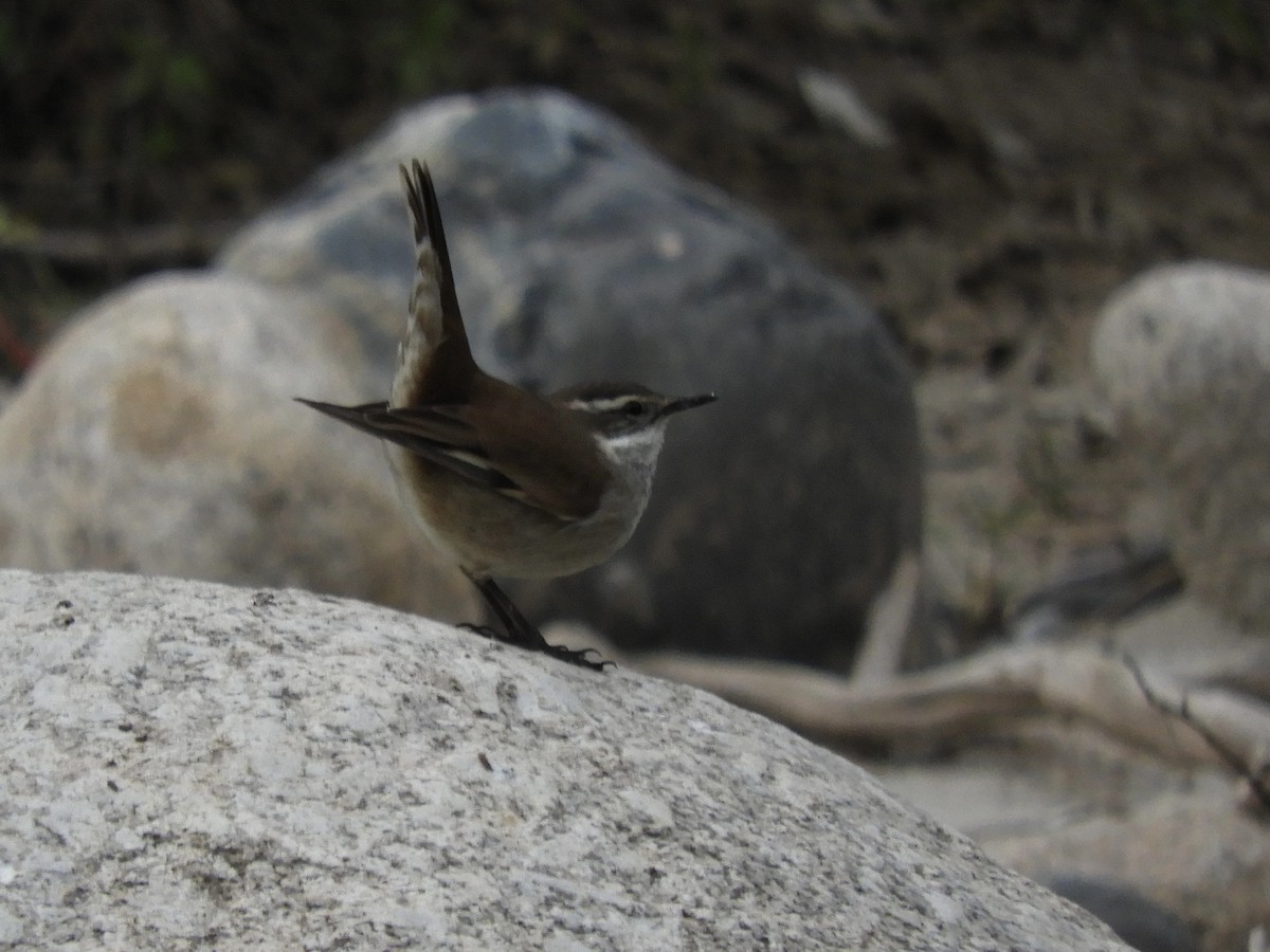 White-winged Cinclodes - ML638460718