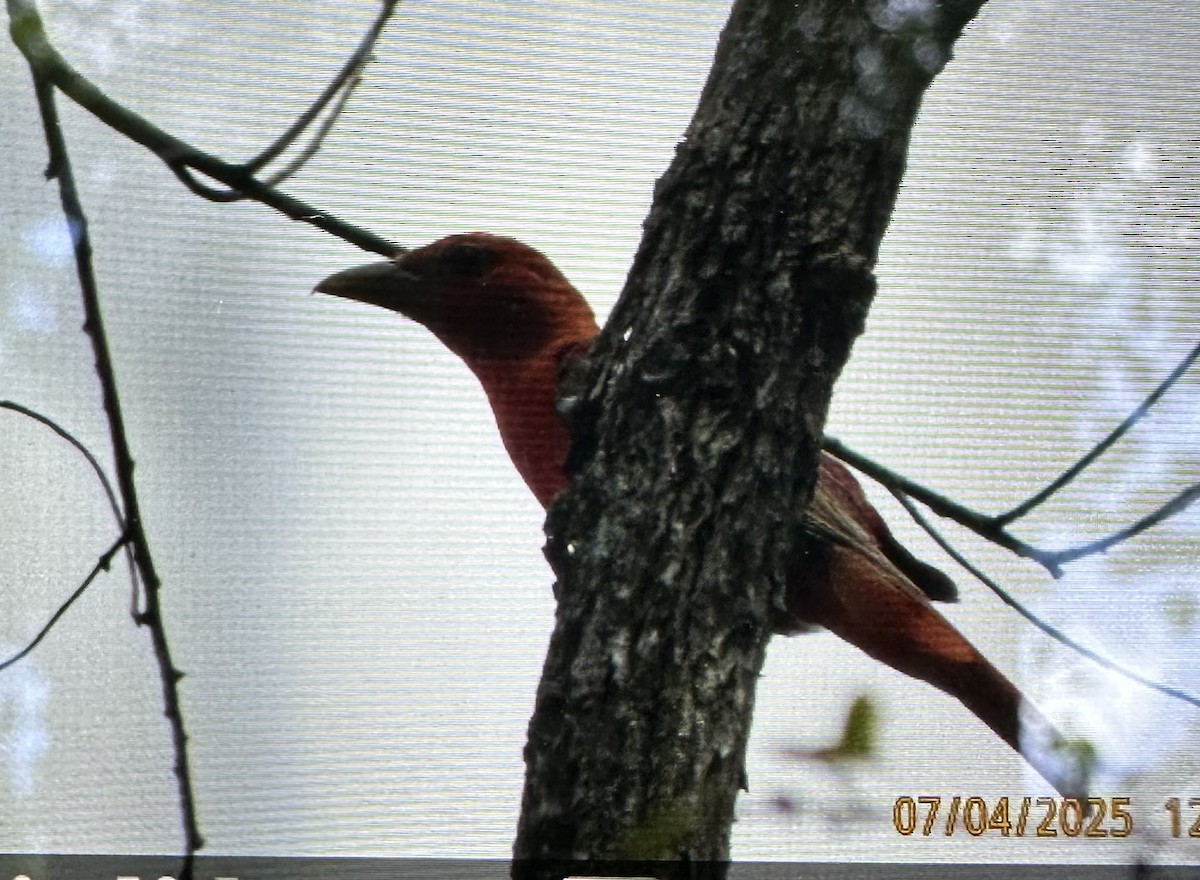 Summer Tanager - ML638460724