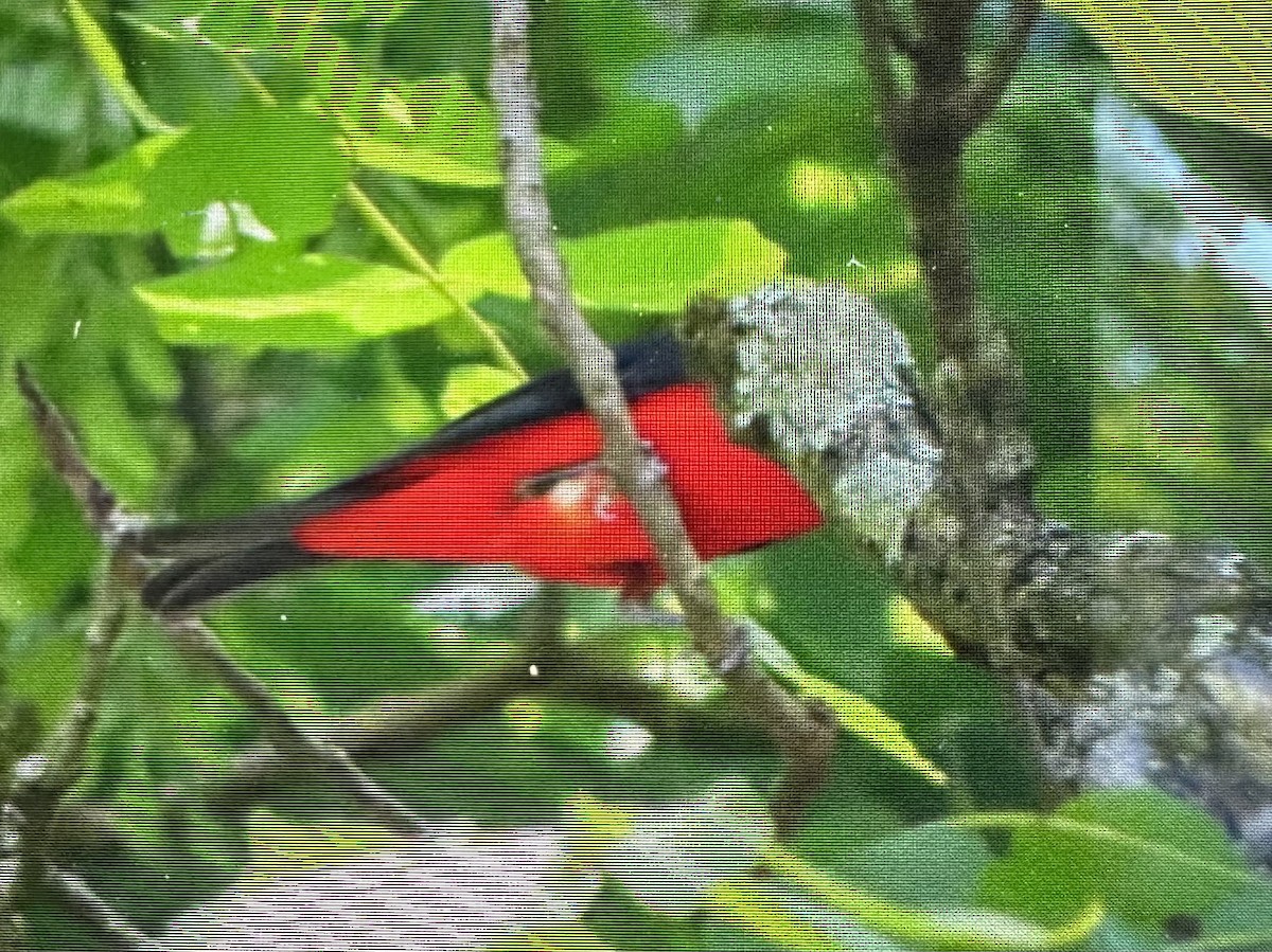 Scarlet Tanager - ML638460737