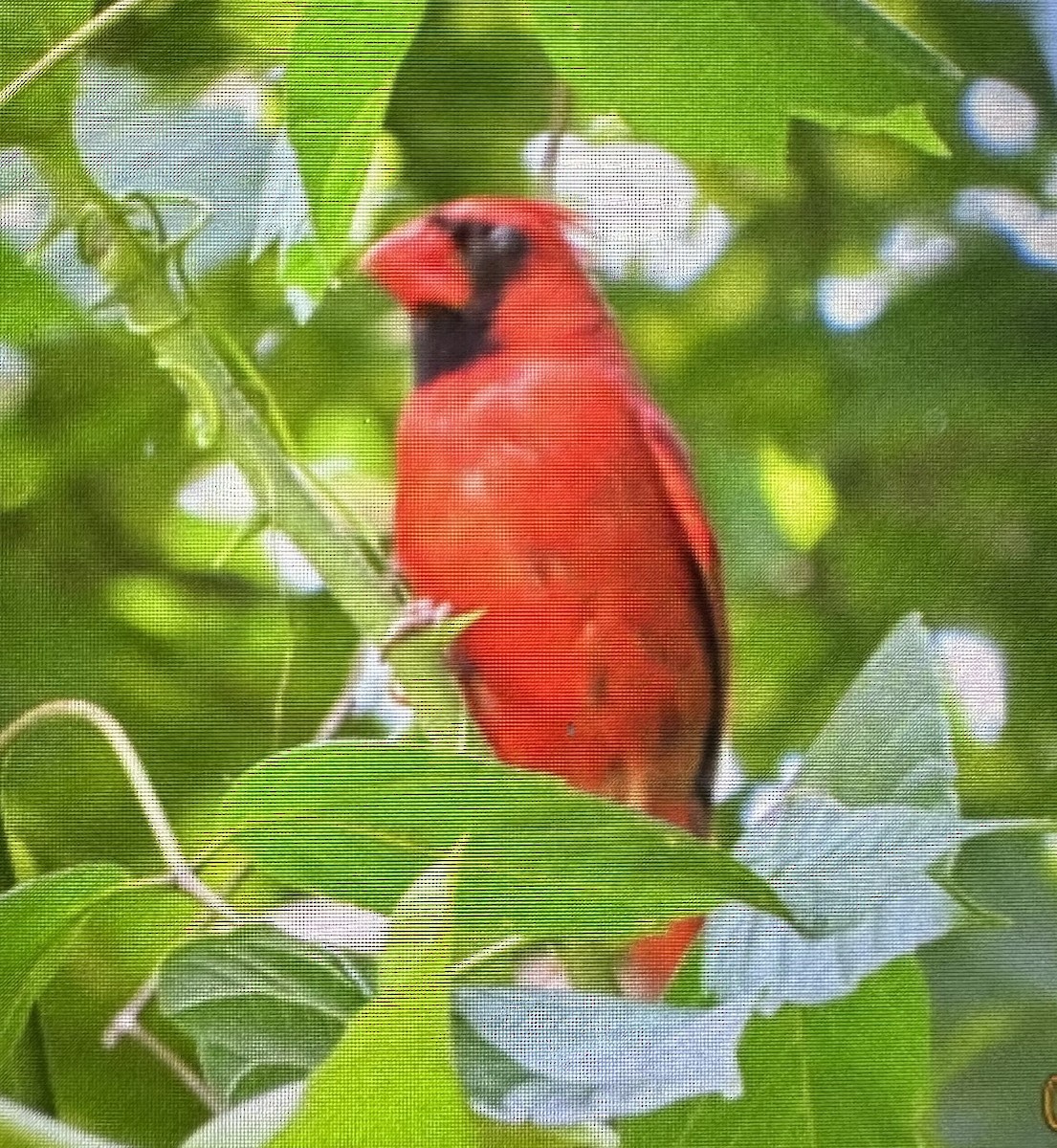 Northern Cardinal - ML638460757