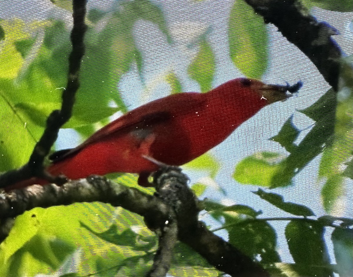Summer Tanager - ML638460764