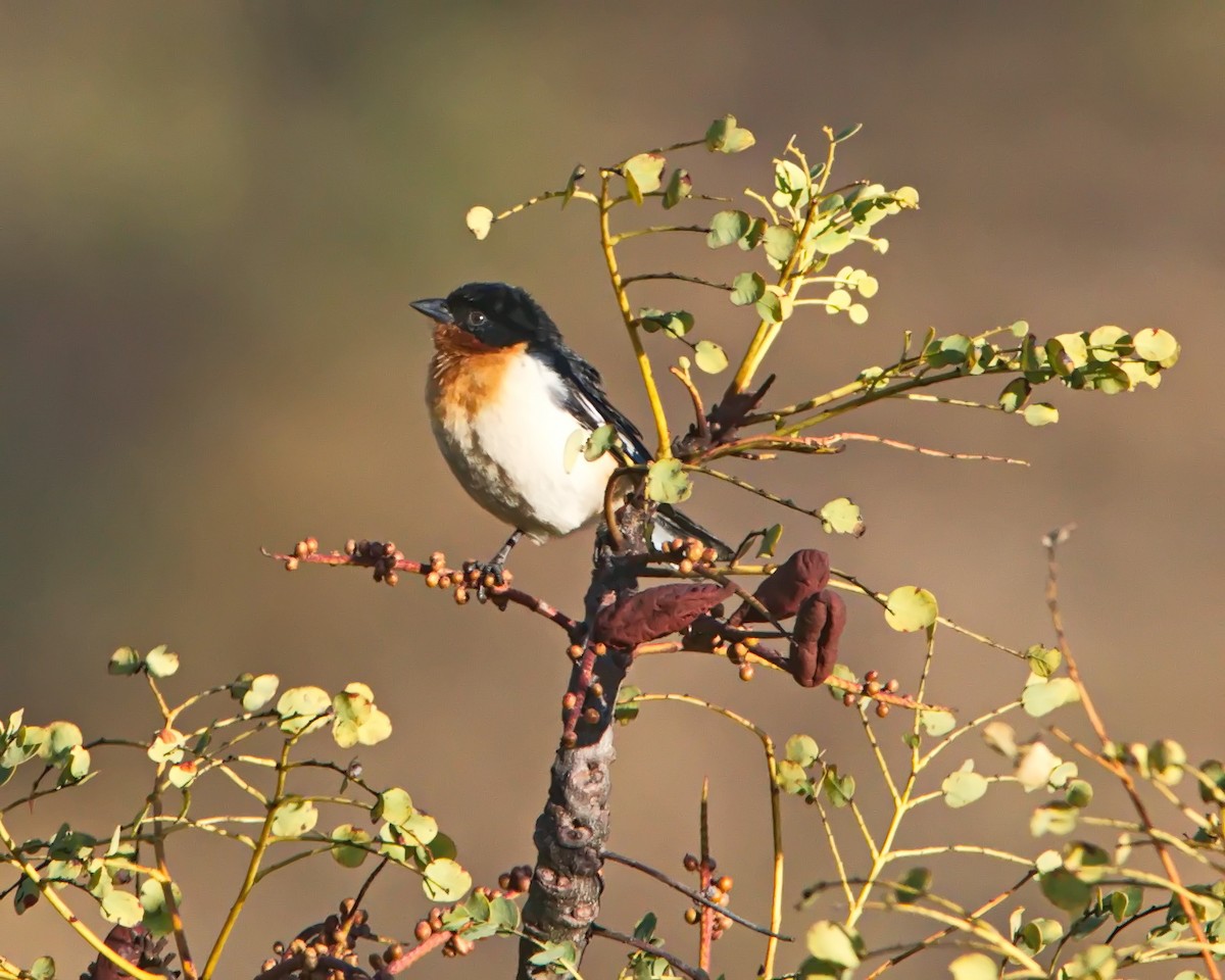 White-rumped Tanager - ML638460768