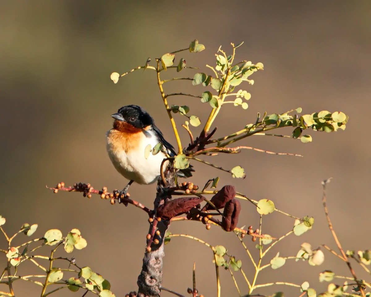 White-rumped Tanager - ML638460769
