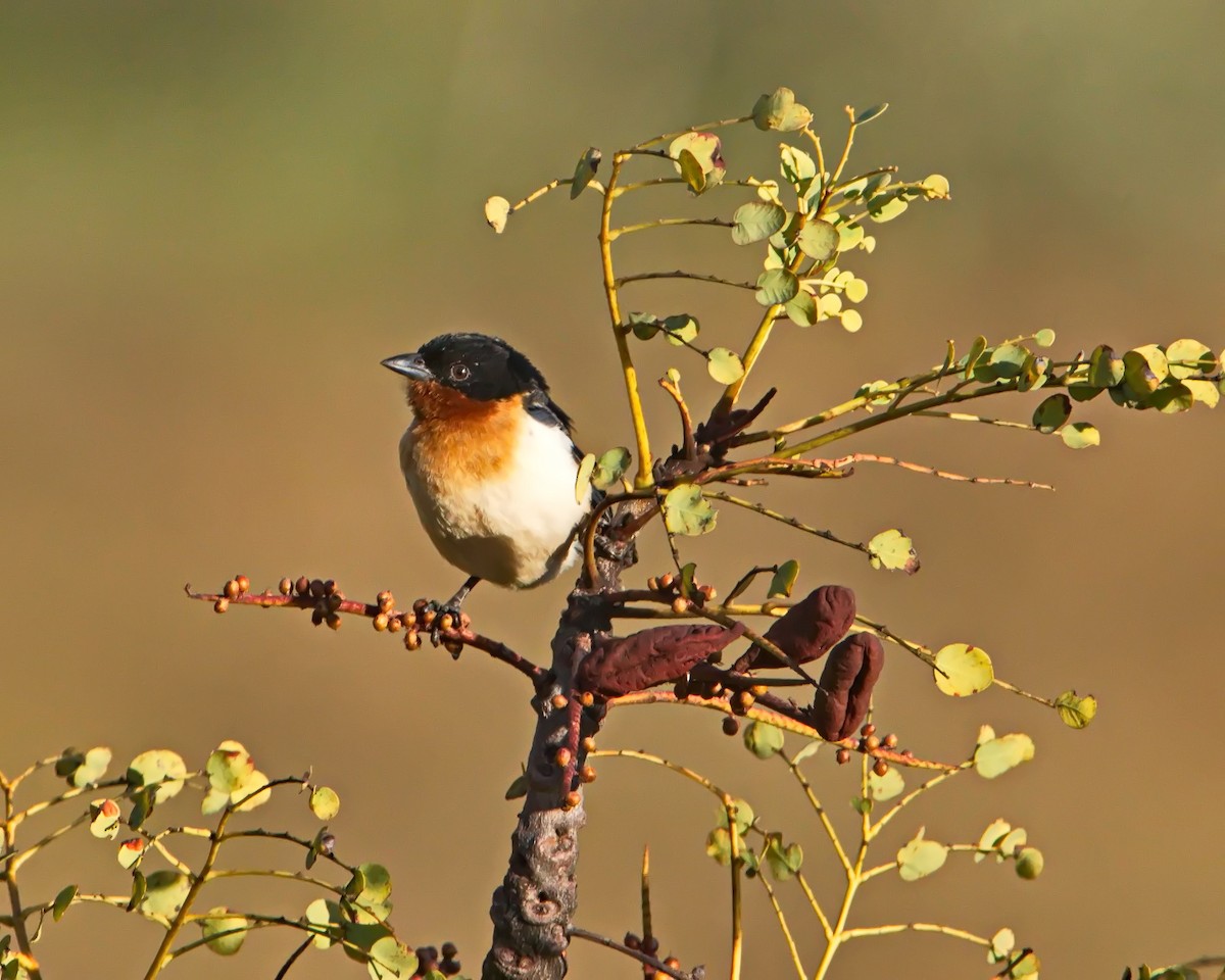 White-rumped Tanager - ML638460770