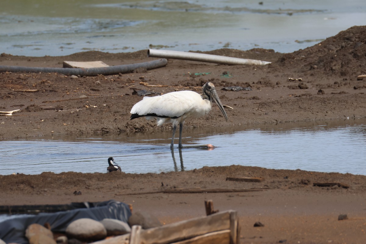 Wood Stork - ML638460775