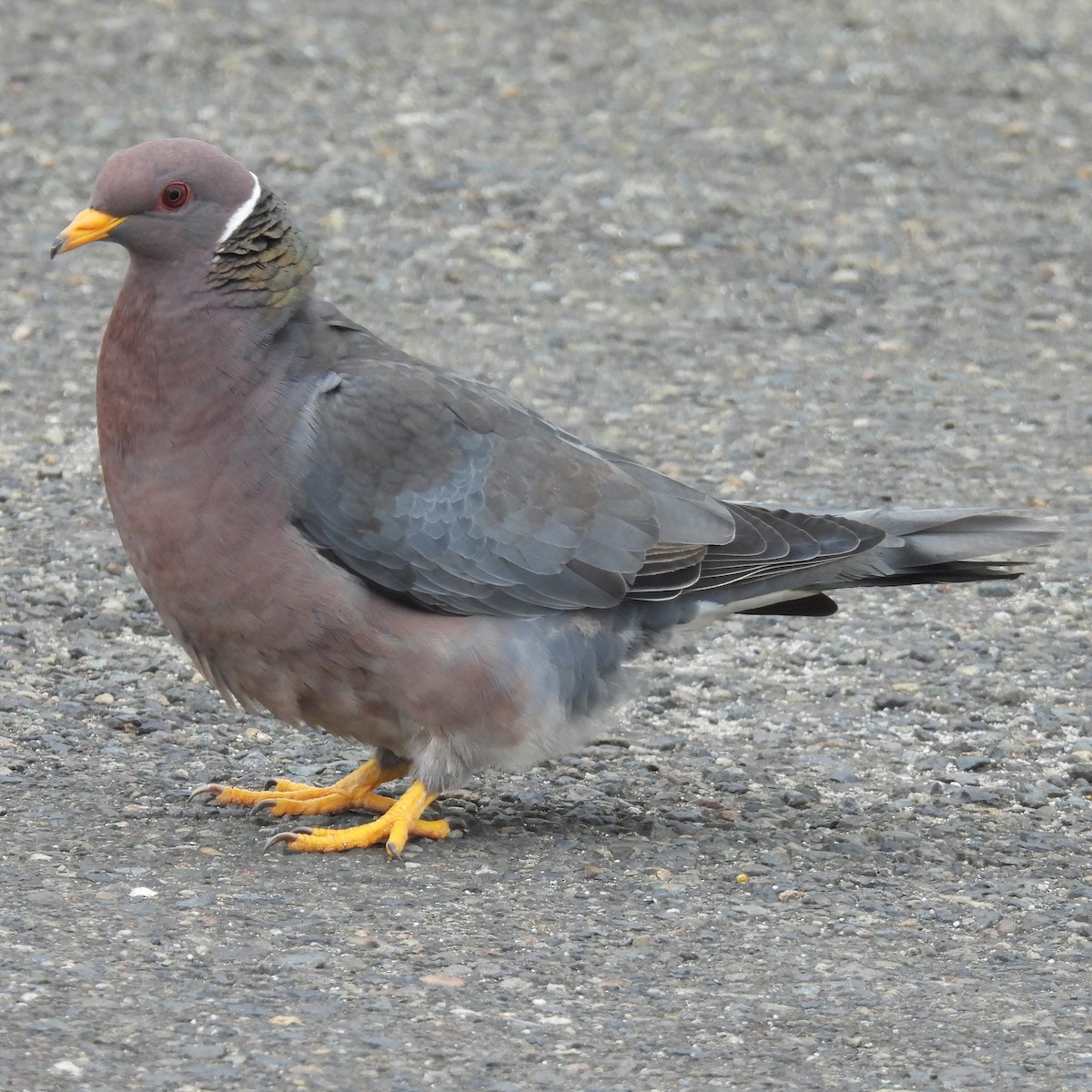 Band-tailed Pigeon - ML638460782