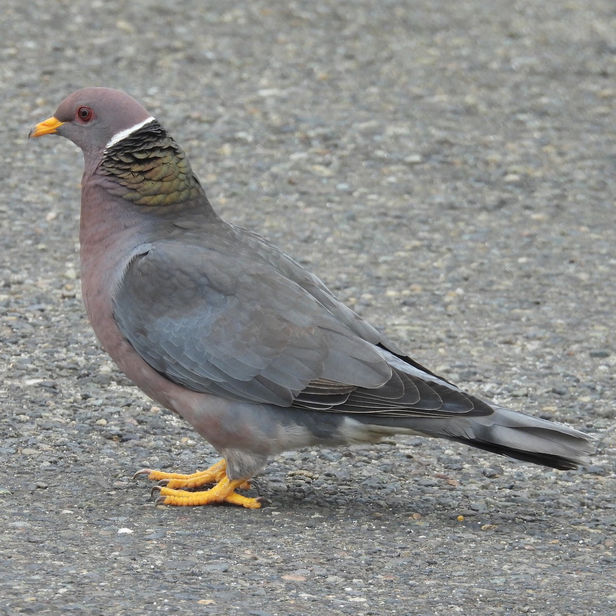 Band-tailed Pigeon - ML638460799