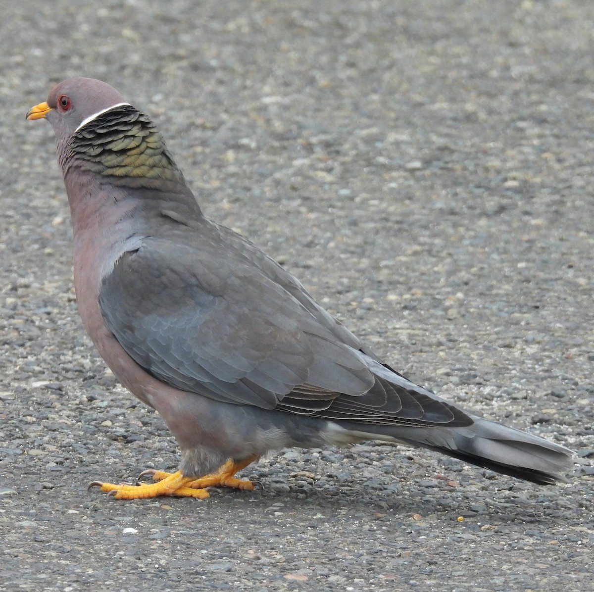 Band-tailed Pigeon - ML638460807