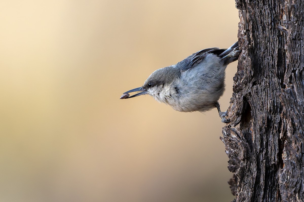 Pygmy Nuthatch - ML638460817