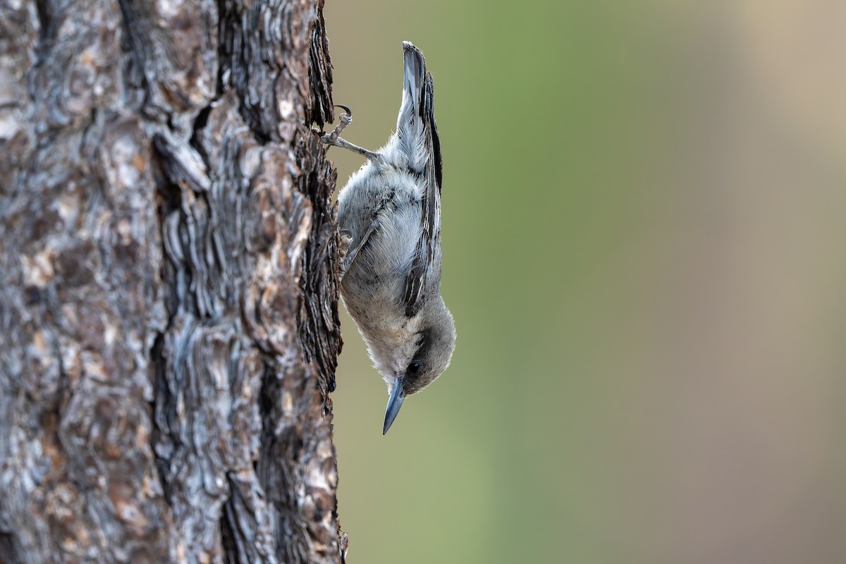 Pygmy Nuthatch - ML638460819