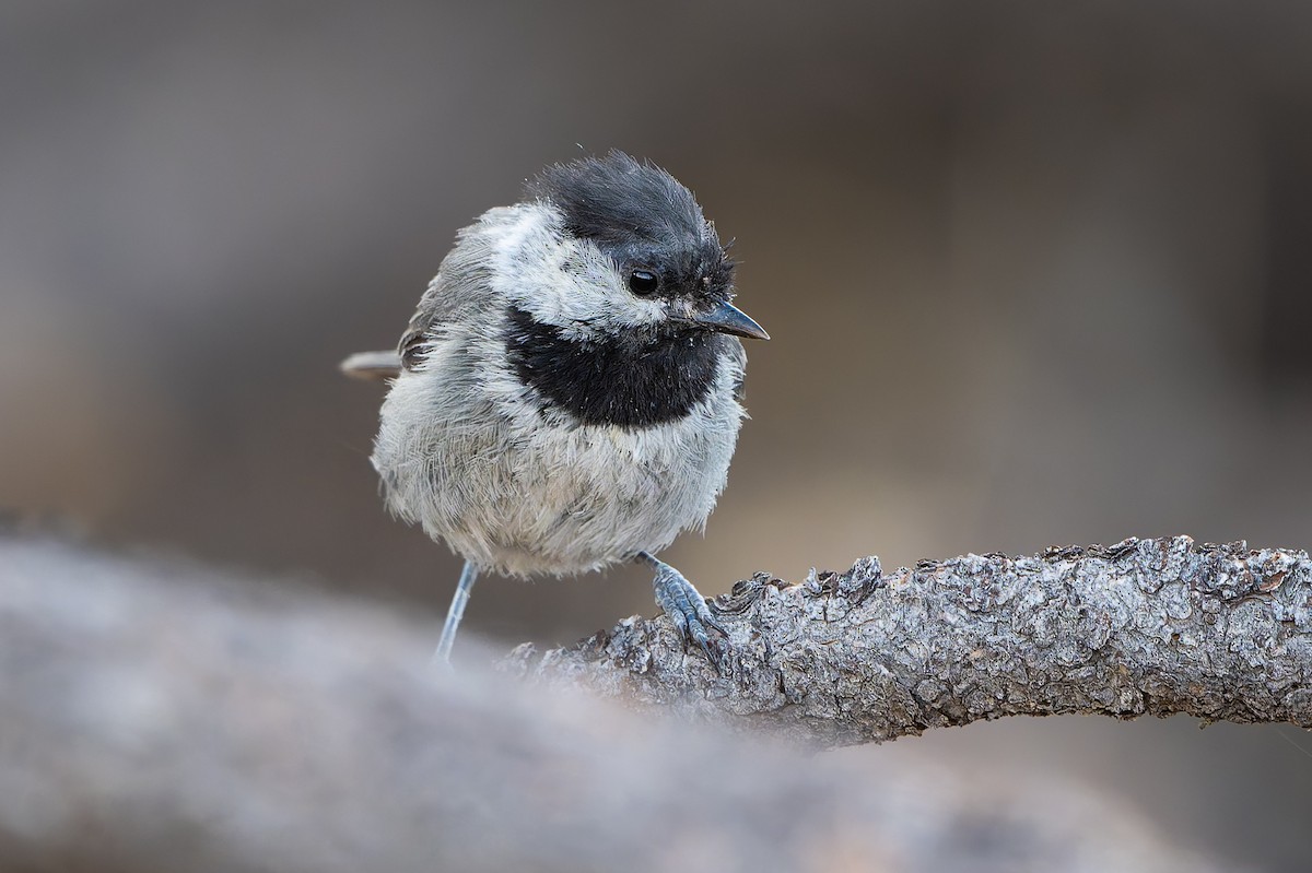 Mexican Chickadee - ML638460824