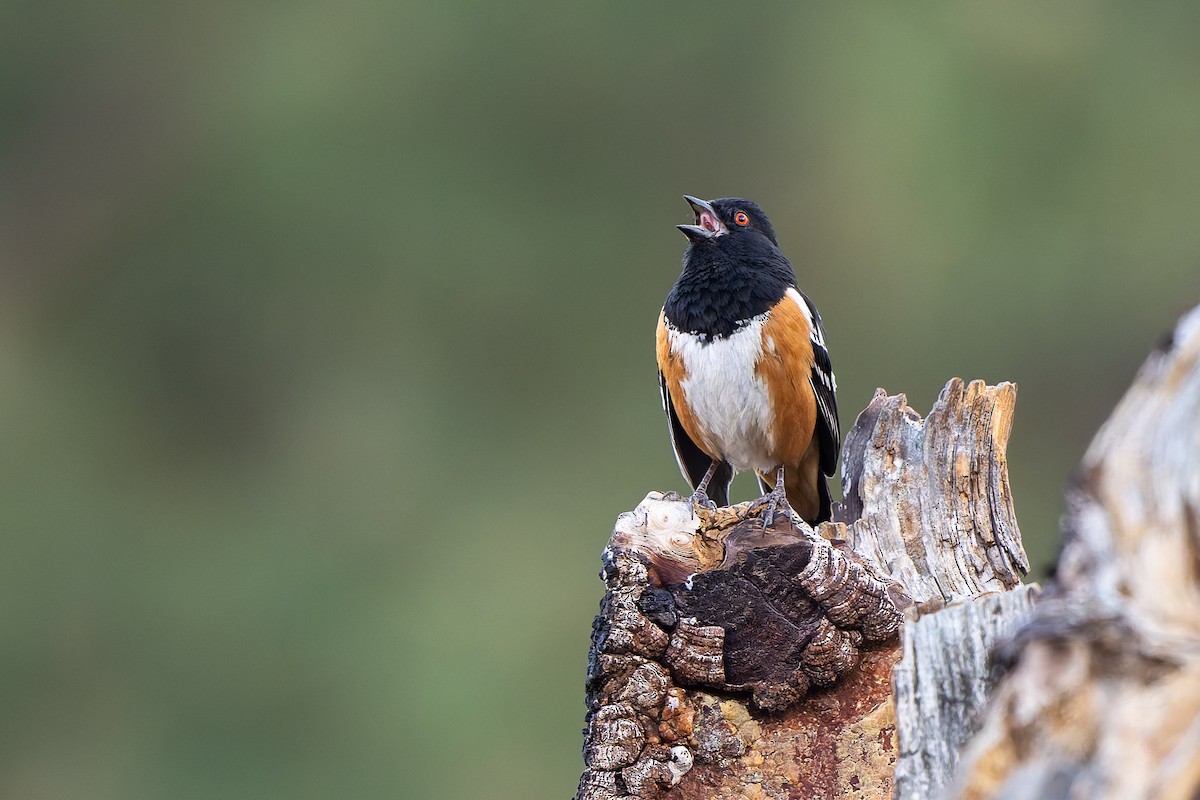 Spotted Towhee - ML638460828